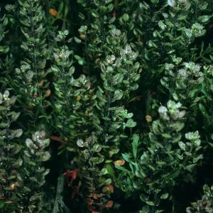Lepidium oblongum, San Nicolas Island, Northeast canyon, East of Δ ‘spur’, SN-1053,
