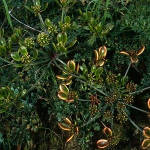 Lomatium insulare, San Nicolas Island, Beach Road