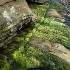 San Nicolas Island, Indian Spring, West end of Red Eye Beach