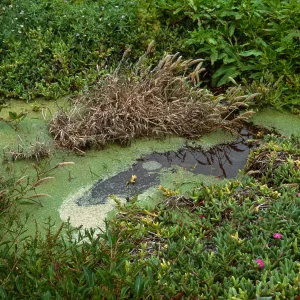 San Miguel Island, Simonton Cove, Range Pole Canyon, Lemna w/Rumex fueginus