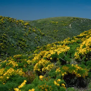 Coreopsis gigantea, San Miguel Island, Cañada Del Mar