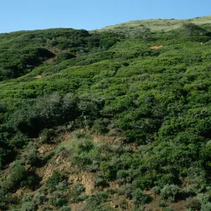 Santa Cruz Island, upper Christy Canyon, low scrub oaks
