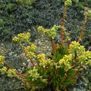 South end of Christy Beach, Dudleya greenei