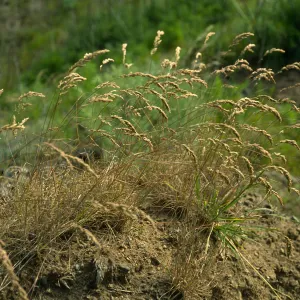 Santa Cruz Island, Christy Ranch, Poa scabrella