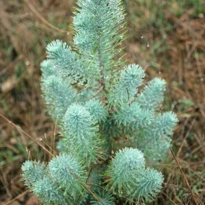 Santa Cruz Island, Artemisia californica