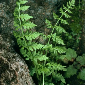 Santa Cruz Island, West of Pichacho Diablo, SC-484, Athyrium filix-feminia