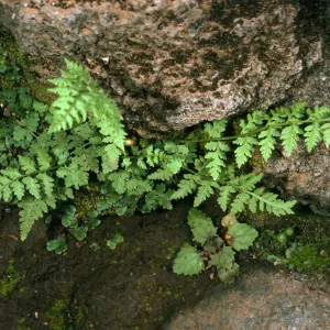 Santa Cruz Island, ¾ mile Northwest of Picacho Diablo, SC-484, Athyrium filix-feminia