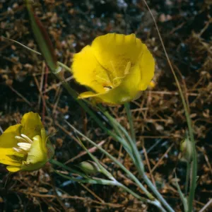 Santa Cruz Island, road to Coches Prietus, Calochortus luteus