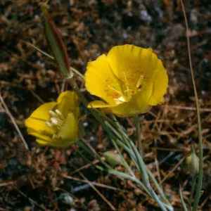 Santa Cruz Island, road to Coches Prietus, Calochortus luteus