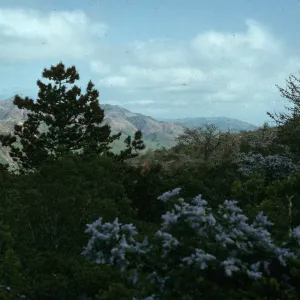 Santa Cruz Island, Centinela Connector Road, Ceanothus arboreus