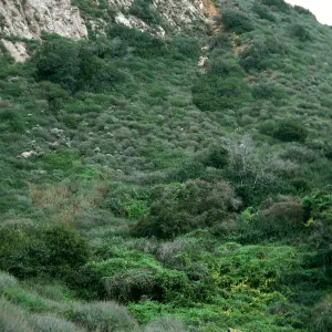 Santa Cruz Island, East of 3-Fork Canyon, East of Valley Anchorage