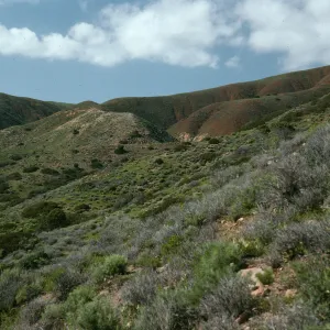 Coastal Sage Scrub, Coches Prietos Cove, Santa Cruz Island