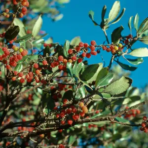 Comarostaphylis, Christi Pines, Santa Cruz Island