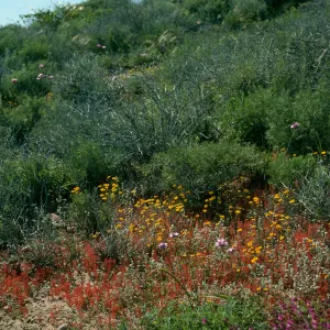 Crassula, Filago californica, Lasthenia, Mirabilis, Dichelostemma, Upper Pozo Road, Santa Cruz Island