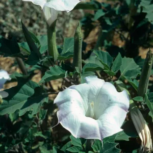 Datura, Lagunitas Secas, Santa Cruz Island