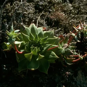 Dudleya candelabrum, Willows Canyon, Santa Cruz Island
