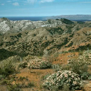 Eriogonum arborescens, View of Santa Rosa from Peak 1498, South Ridge Road, Santa Cruz Island