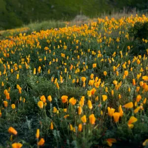 Santa Cruz Island, Eschscholzia californica, road to Δ John, SC-3076