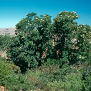 Santa Cruz Island, Lyonothamnus, South ridge, due South of Picacho Diablo, along old road cut