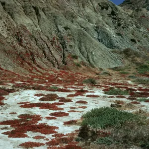 Santa Cruz Island, Mesembryanthemum crystallinum, Christy Beach