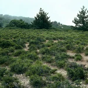 Santa Cruz Island, prostrate Adenostoma, East of navy base