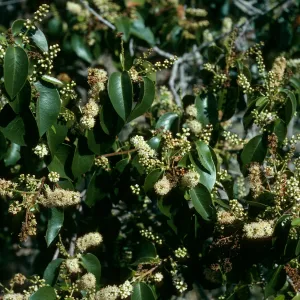 Santa Cruz Island, Prunus lyonii, Black Point Canyon