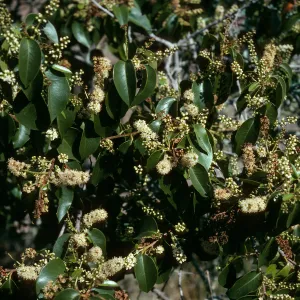 Prunus lyonii, Santa Cruz Island, Black Point Canyon