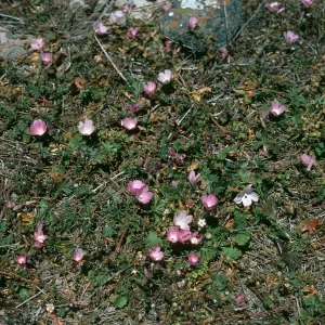 Santa Cruz Island, Sidalcea malviflora, Fraser Point