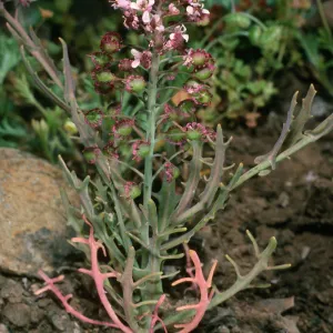 Santa Cruz Island, Thysanocarpus conchuliferis, upper West fork of Orizaba Canyon