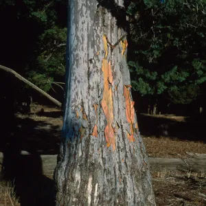 Guadalupe Island, goat damage on bark, cypress grove