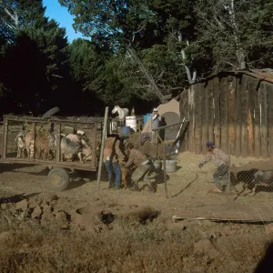 Guadalupe Island, loading goats, Cypress camp