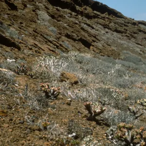 Guadalupe Island, Talinum, Lavatera lindsayi, outer islet