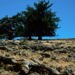 Guadalupe Island, pines, North end