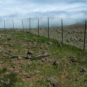 Guadalupe Island, pine exclosure, North end of Guadalupe Island