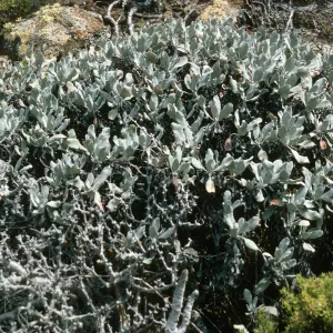 Guadalupe Island, Eriogonum zapatoense, outer islet