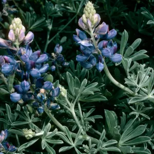 Guadalupe Island, Lupinus niveus, South mesa