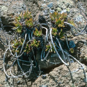 Guadalupe Island, Dudleya guadalupensis, outer islet
