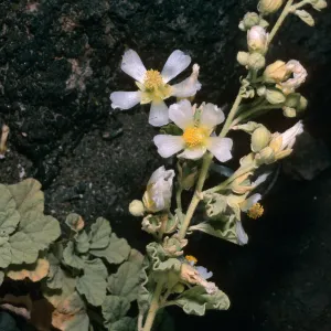 Guadalupe Island, Sphaeralcea palmeri, South mesa