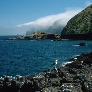 Middle Anacapa Island, looking east, sheep camp