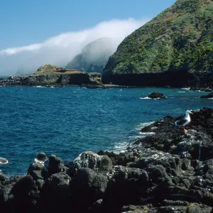 Middle Anacapa Island, looking east, sheep camp