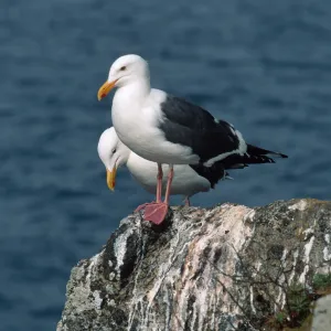 West Anacapa Island, Western Gulls, Rat Rock