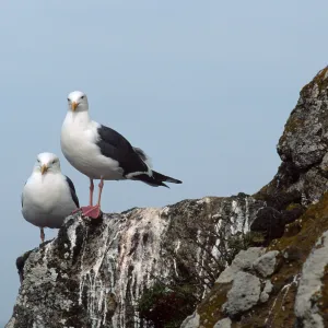 West Anacapa Island, Western Gulls, Rat Rock