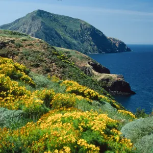 Middle Anacapa Island, Coreopsis gigantea, looking west