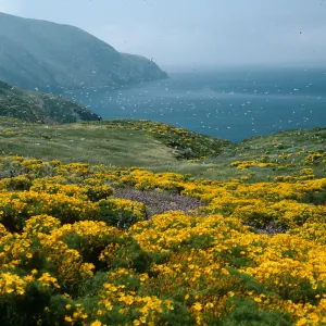 Middle Anacapa Island, Coreopsis, Dichelostemma, East of sheep camp