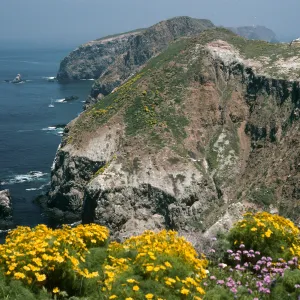 East Anacapa Island, Lavatera, cove