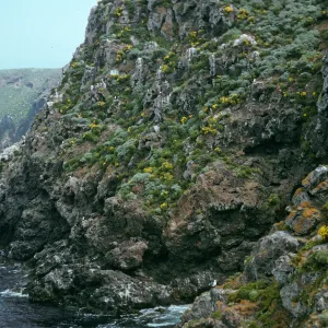 Onshore slopes, Just east of Rat Rock, West Anacapa Island