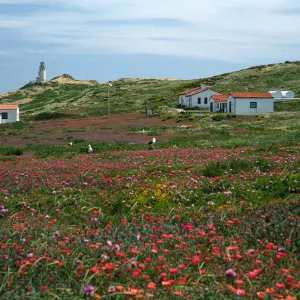 Malephora crocea, National Park Service Buildings, East Anacapa Island
