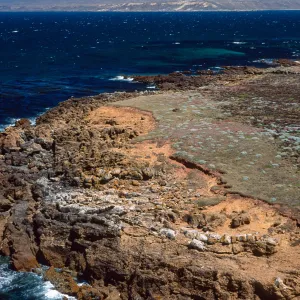 Malacothrix indecora habitat, Coastal Flats just north of mouth of Willow Canyon, San Miguel Island