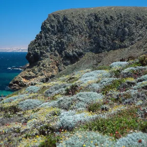 Astragalus, Malacothrix, Hoffmann Point, San Miguel Island