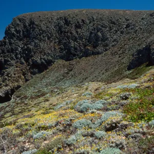 Malacothrix incana, Just west of Hoffmann Point, San Miguel Island